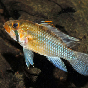 Apistogramma norberti