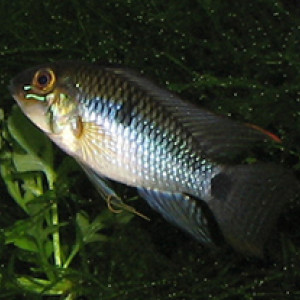 Apistogramma ortmanni