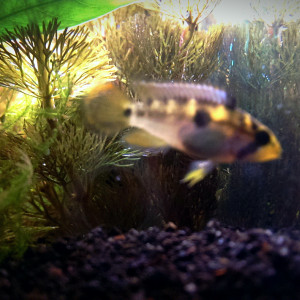 Apistogramma payaminonis