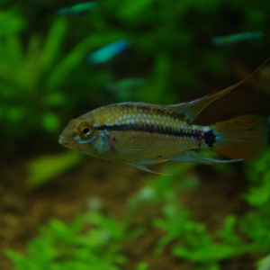 Apistogramma piauiensis