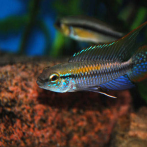 Apistogramma pulchra