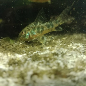 Corydoras Paleatus