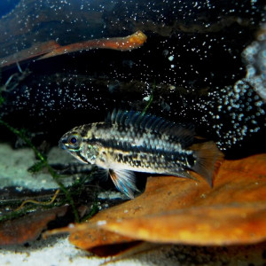 Apistogramma rubrolineata