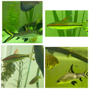 Barbus crayon, requins, gouramis, héros