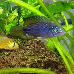 Apistogramma Borellii Opal couple