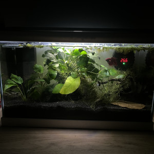 Forêt Anubias