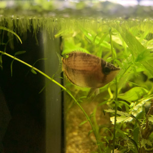 Gourami chocolat