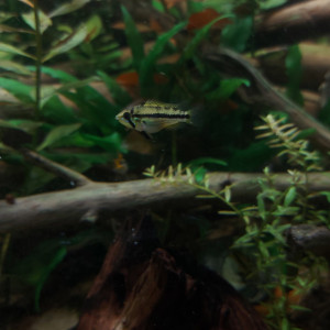 Apistogramma Cacatuoides