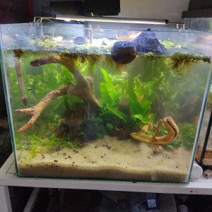 Aquarium 40L pour microrasbora