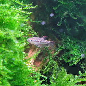 Gouramis grogneur nain