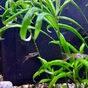 Guppy Endler