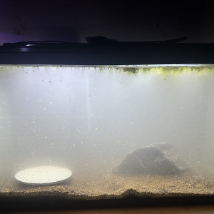 29 gallons
