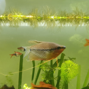 Gourami perlé mâle