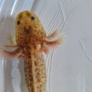 Axolotls dispos Copper et sauvages