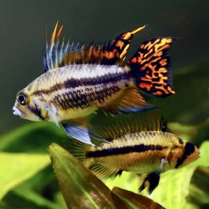 Apistogramma Cacatuoides