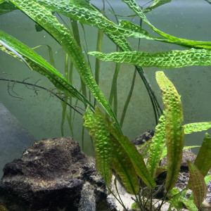 Cryptocoryne aponogetifolia (et 1 variété red)