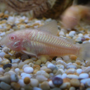 4 crydoras albinos (Corydoras aeneus )