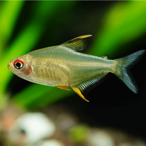 Tetra Citron