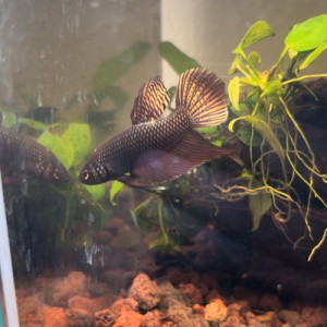 Bettas smaragdina copper