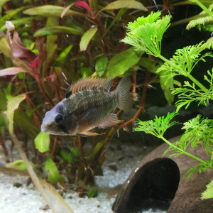 Apistogramma Honglsoi