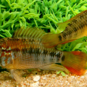 Couple apistogramma macmasteri