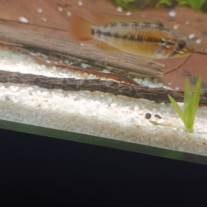 Apistogramma viejita type II