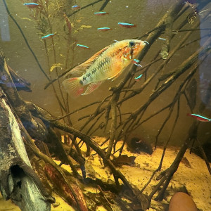 Apistogramma Macamasteri