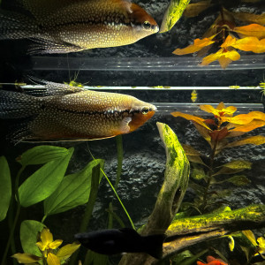 Don Gourami Lerry