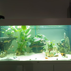 Anubias style