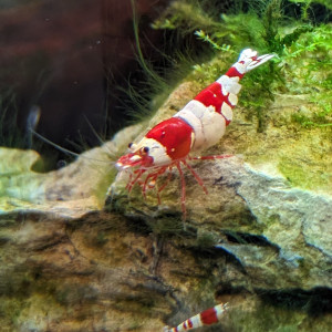 Crevettes  CRS (red crystal)