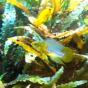 spécifique apistogramma borelli