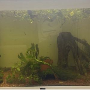 Aquarium de 240l