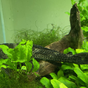 Don de pleco