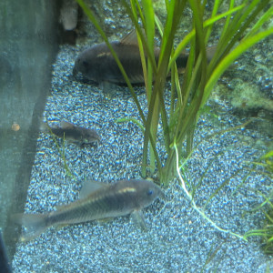 Corydoras aneus