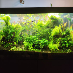 Bornéo aquascape jungle - Low Tech depuis 2023