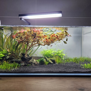 Aquascape 19L
