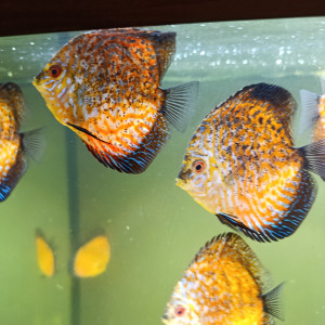 Reproduction de discus