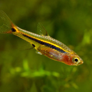 Boraras urophthalmoides