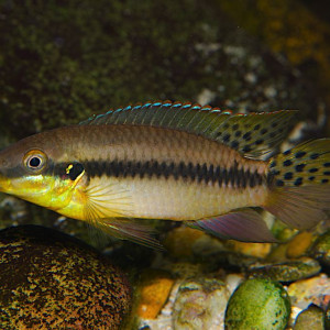 Enigmatochromis lucanusi