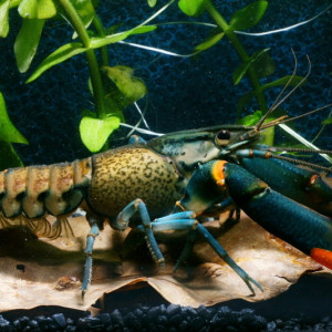 Cherax lorentzi