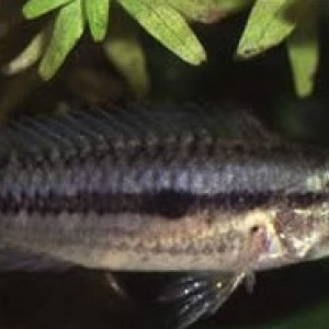 Apistogramma inornata