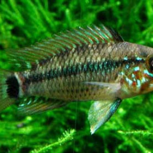 Apistogramma pleurotaenia