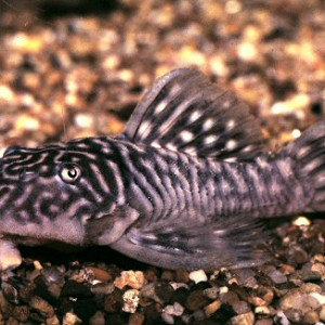 Parancistrus aurantiacus