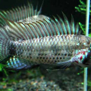 ZZ Apistogramma sp breitbinden