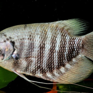 Osphronemus septemfasciatus