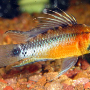 Apistogramma atahualpa