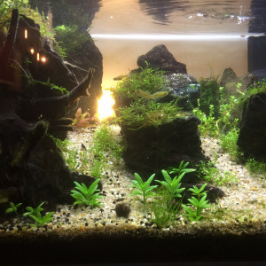 54L Aquascaping