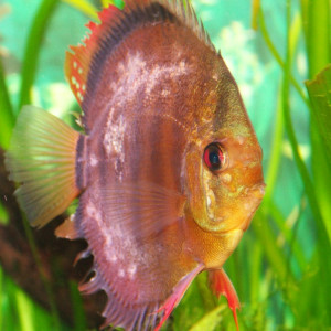 Peste du discus