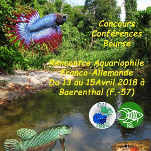 Challenge Internationnal Show Betta