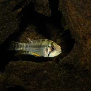 Apistogramma salpinction